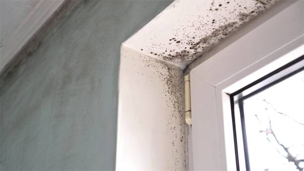 Best Attic Mold Removal  in Koloa, HI