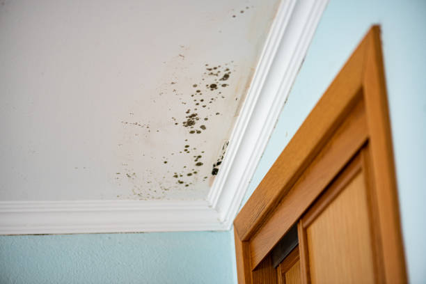 Best Best Mold Removal Companies  in Koloa, HI