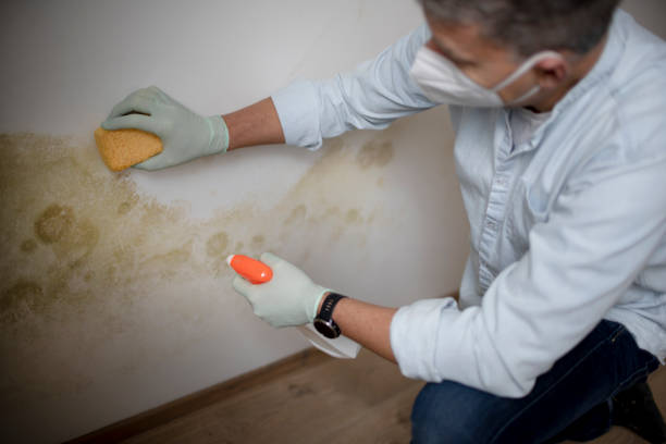 Best Toxic Mold Removal  in Koloa, HI