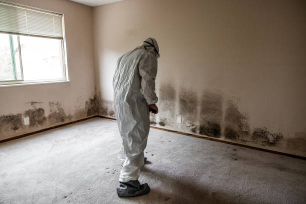 Best Mold Cleaning Services  in Koloa, HI