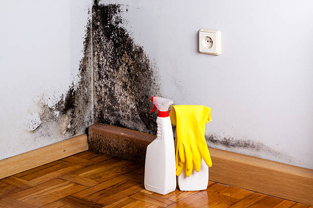 Best Attic Mold Removal  in Koloa, HI