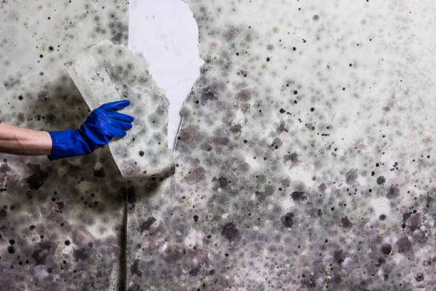 Best Mold Cleaning Services  in Koloa, HI