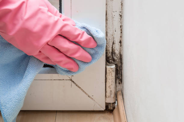 Crawl Space Mold Removal in Koloa, HI
